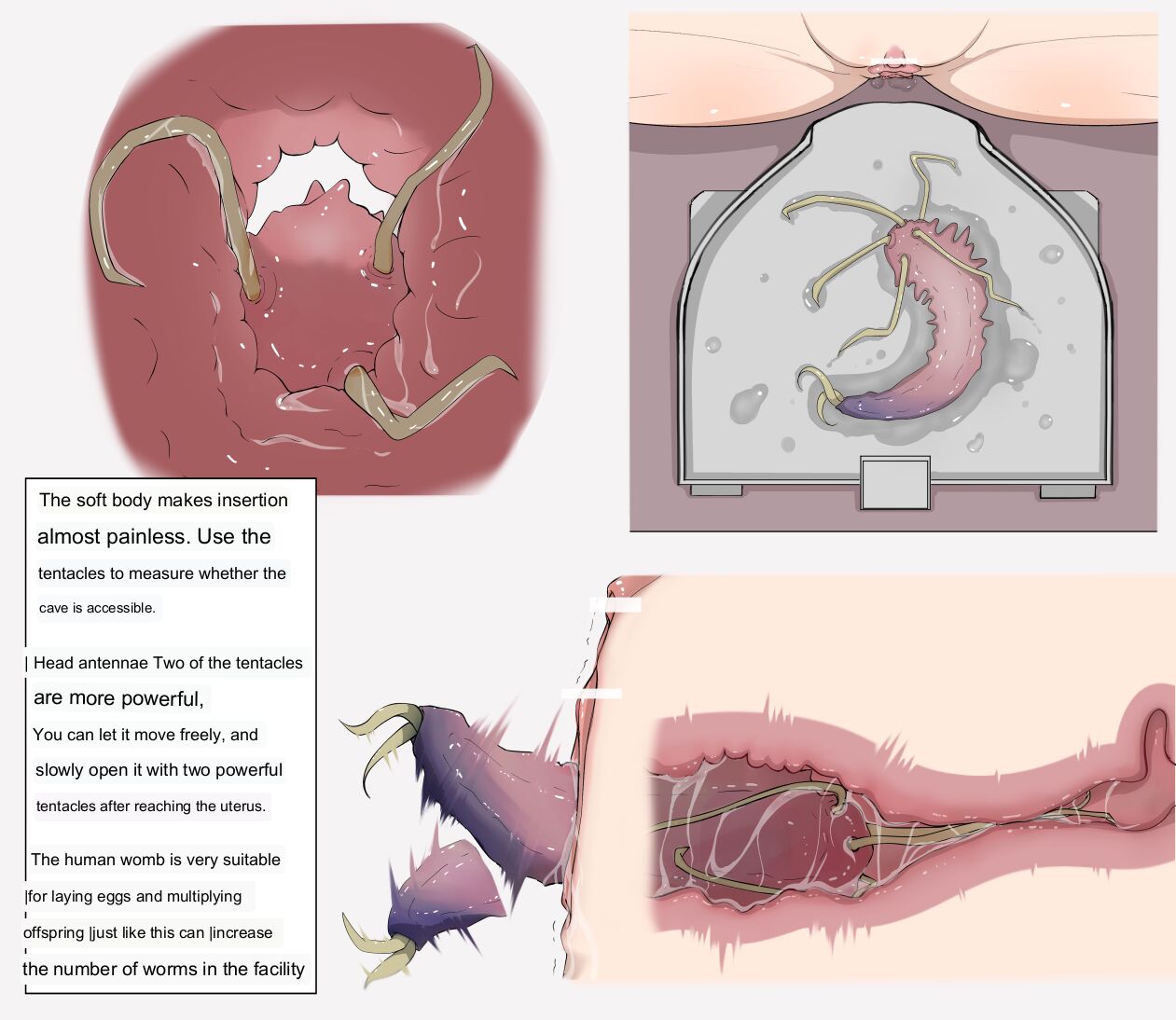 Hentai womb anatomy